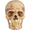 Thumbnail 4D Model Human Skull