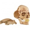 Thumbnail for 4D Model Human Skull