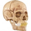 Thumbnail for 4D Model Human Skull