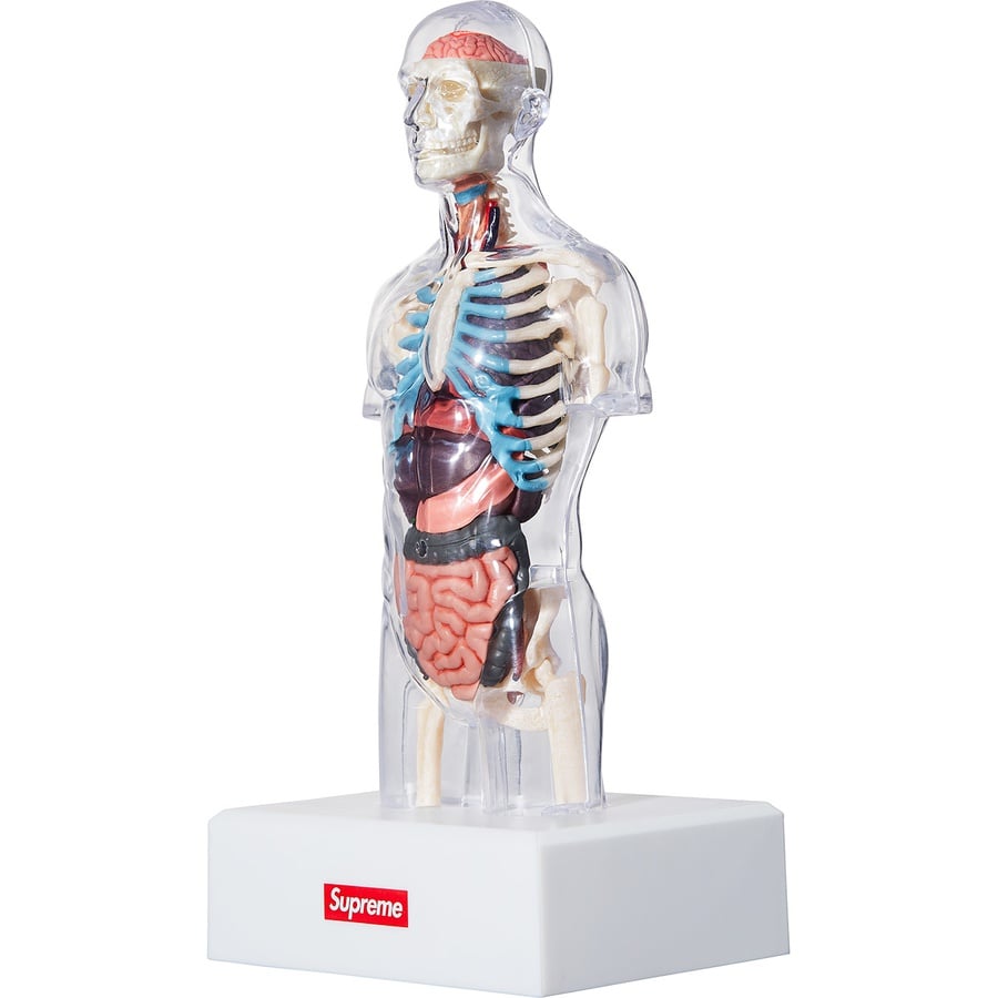 Supreme Male Anatomy Model for fall winter 18 season