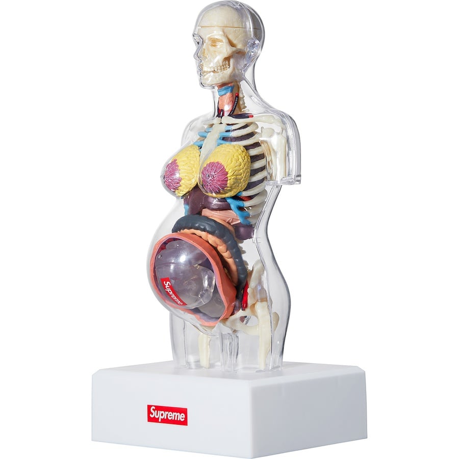 Supreme Female Anatomy Model releasing on Week 4 for fall winter 2018