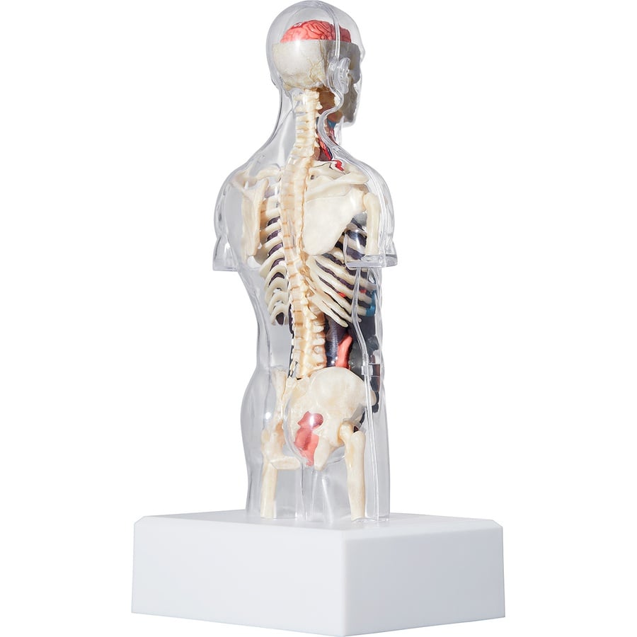 Details on Male Anatomy Model Clear from fall winter
                                                    2018 (Price is $46)