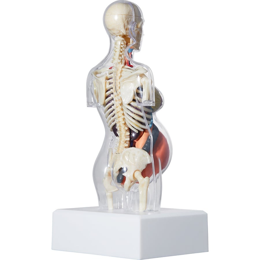 Details on Female Anatomy Model Clear from fall winter
                                                    2018 (Price is $46)