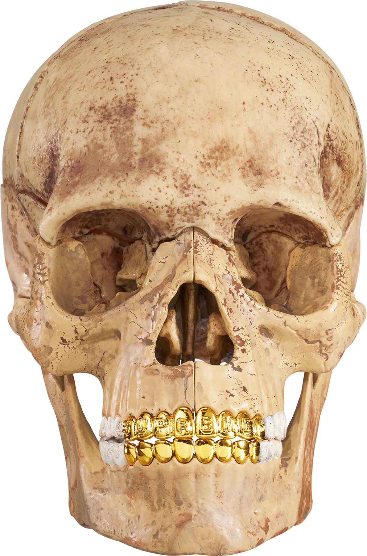 4D Model Human Skull - fall winter 2023 - Supreme