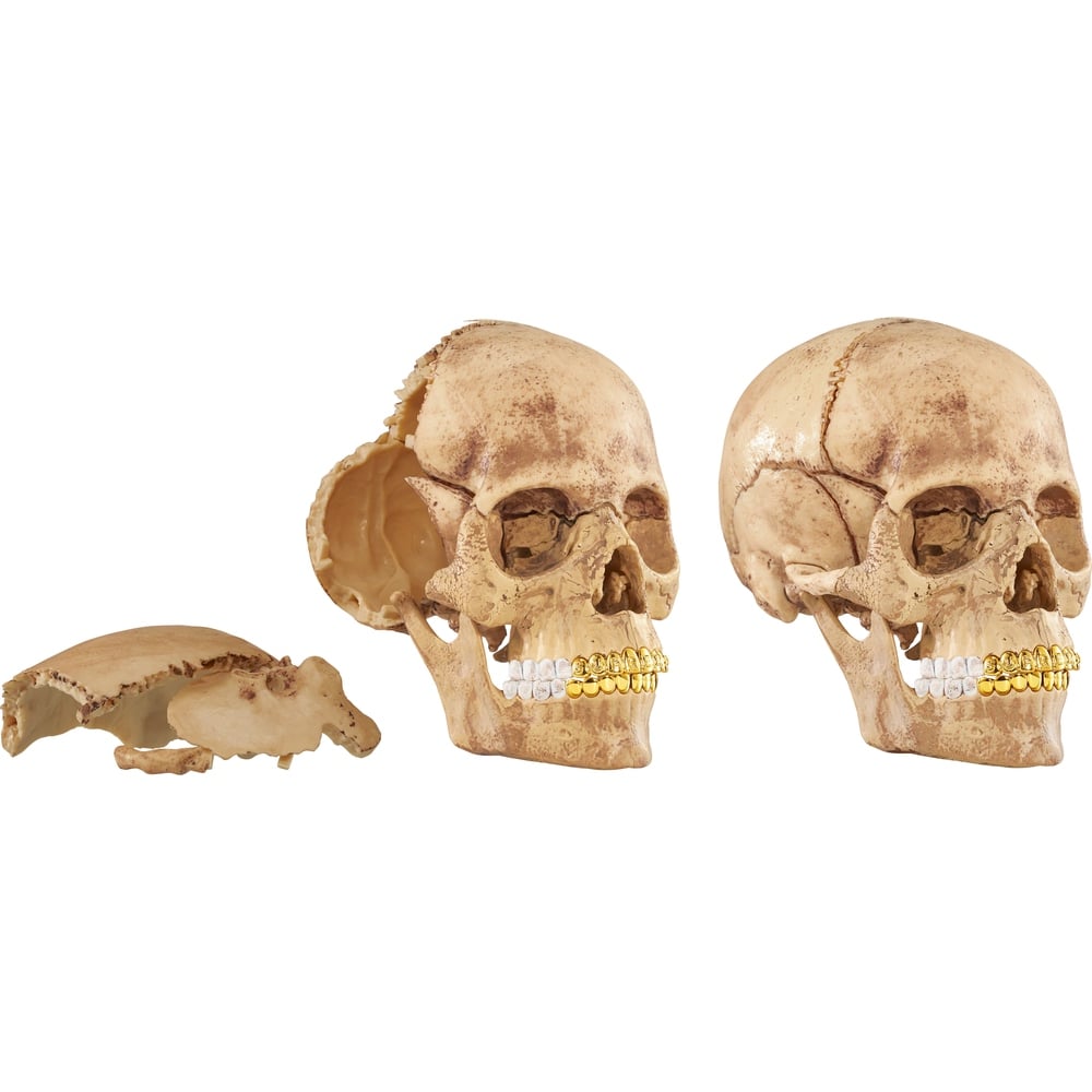 Details on 4D Model Human Skull  from fall winter
                                                    2023 (Price is $48)