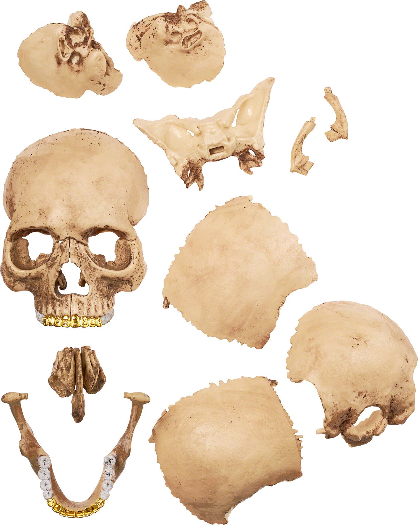 4D Model Human Skull - fall winter 2023 - Supreme
