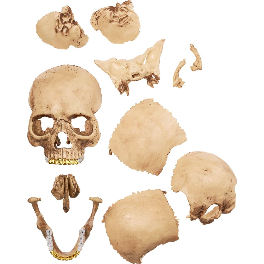 Details on 4D Model Human Skull  from fall winter
                                                    2023 (Price is $48)