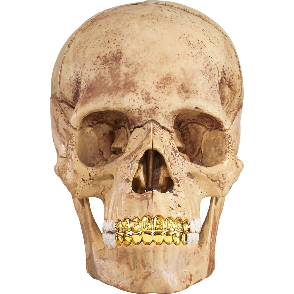 Details on 4D Model Human Skull  from fall winter
                                                    2023 (Price is $48)