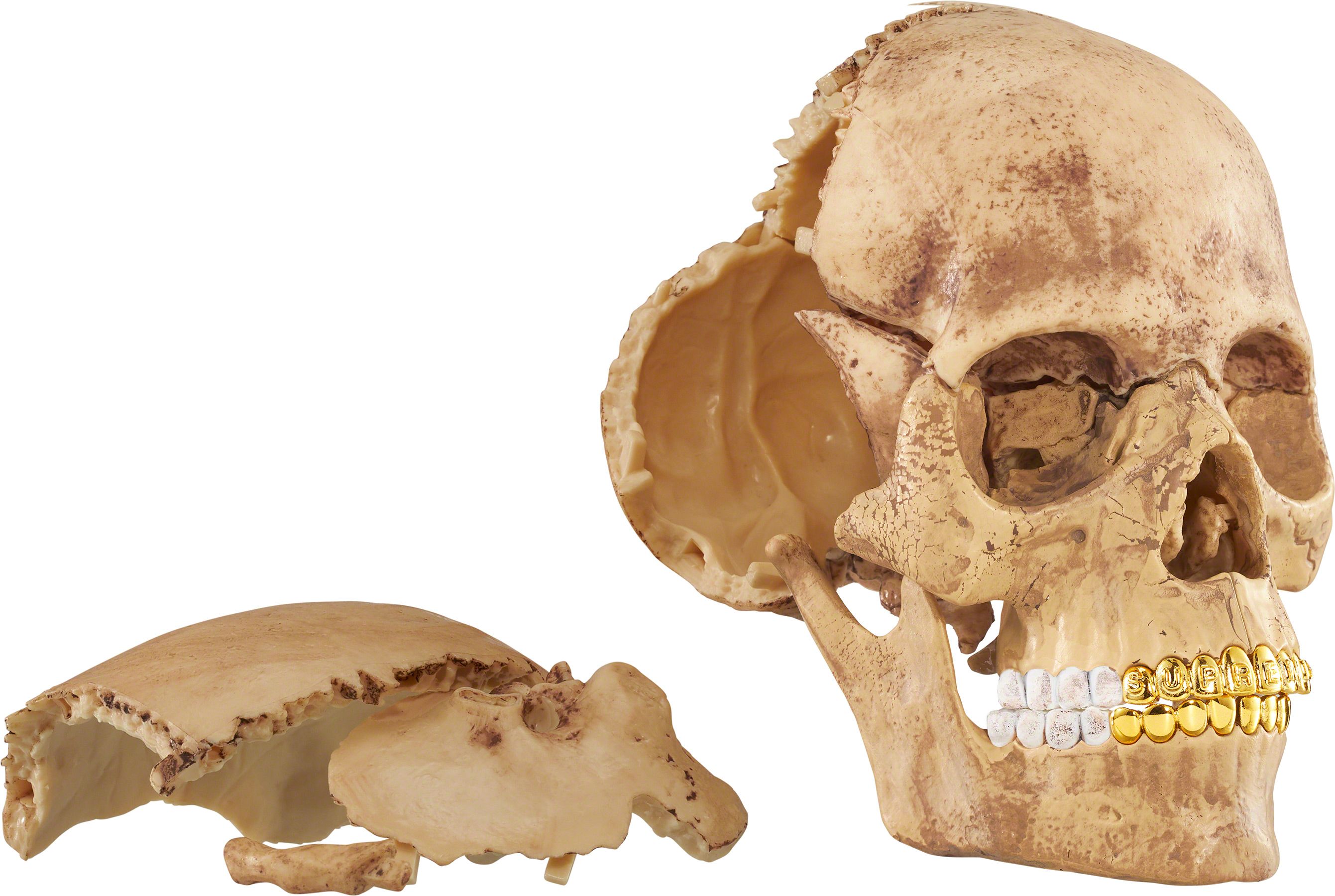 4D Model Human Skull - fall winter 2023 - Supreme