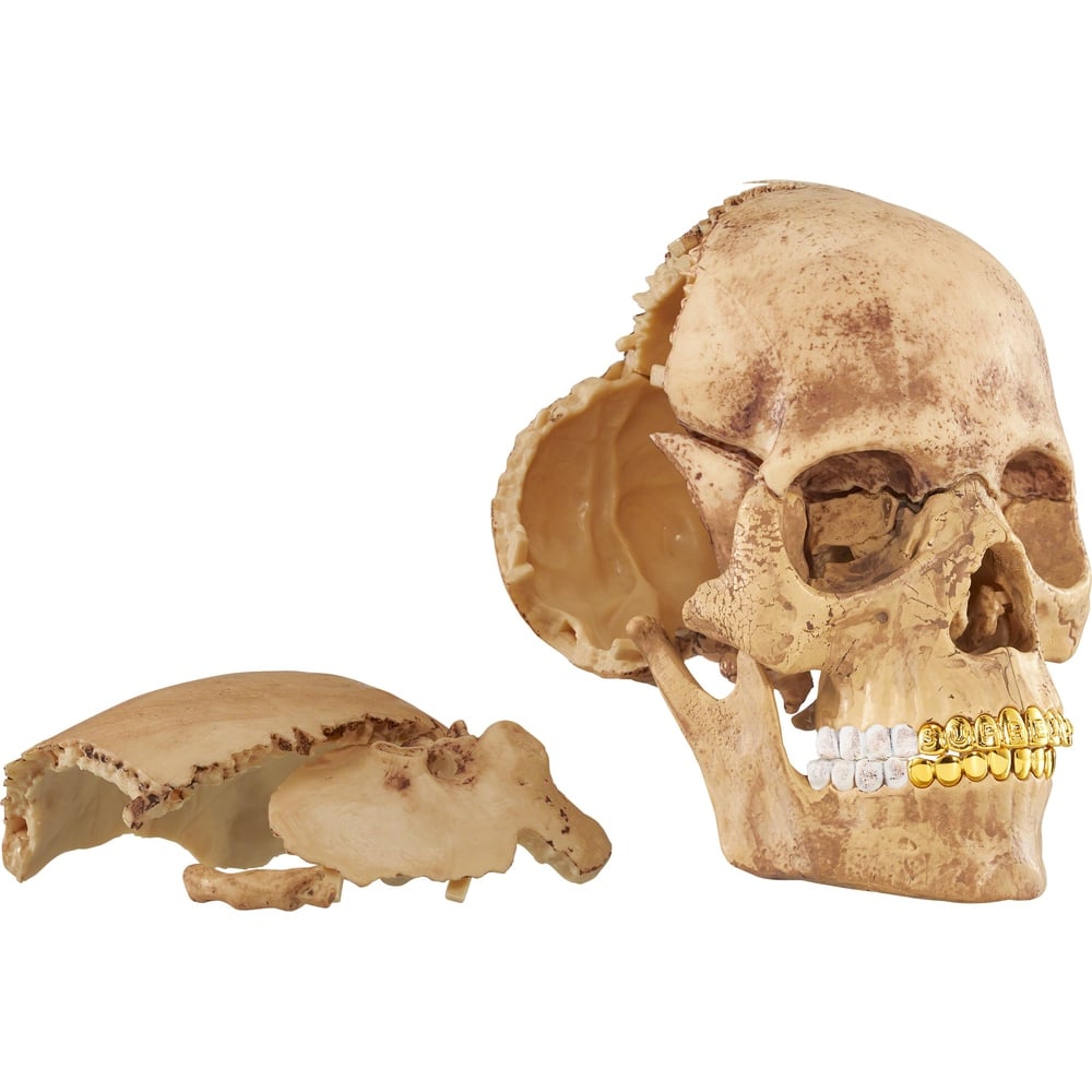 Details on 4D Model Human Skull  from fall winter
                                                    2023 (Price is $48)