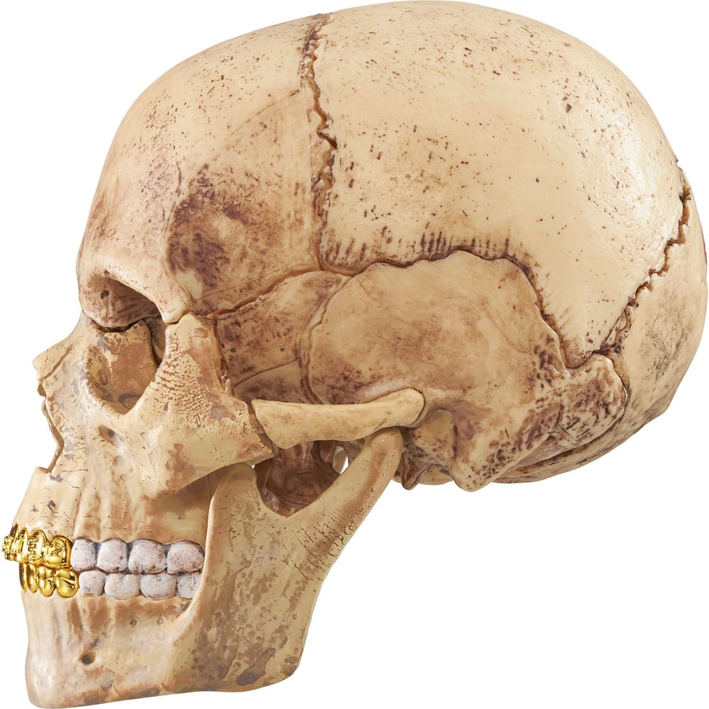 Details on 4D Model Human Skull  from fall winter
                                                    2023