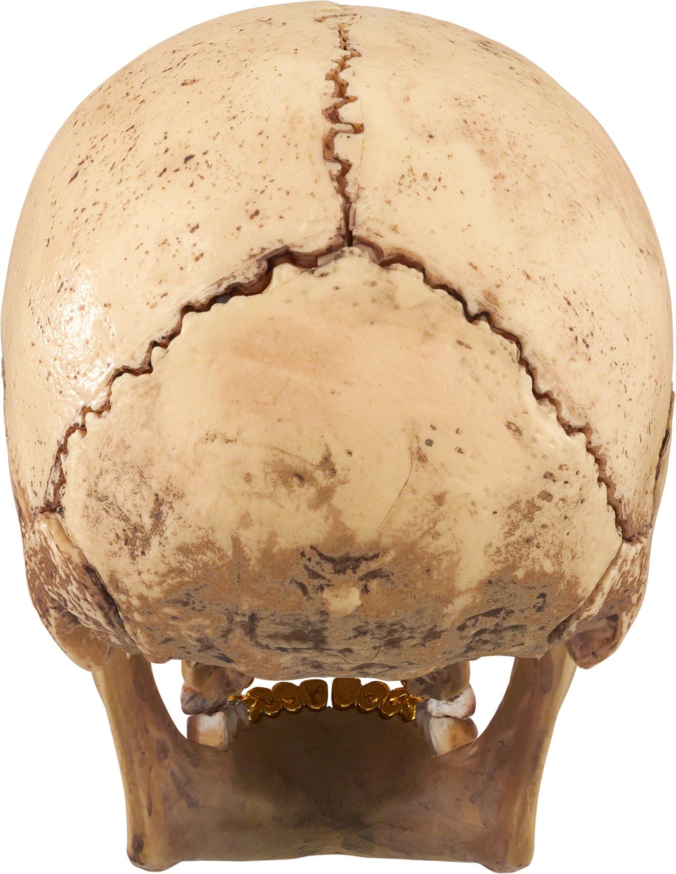 4D Model Human Skull - fall winter 2023 - Supreme