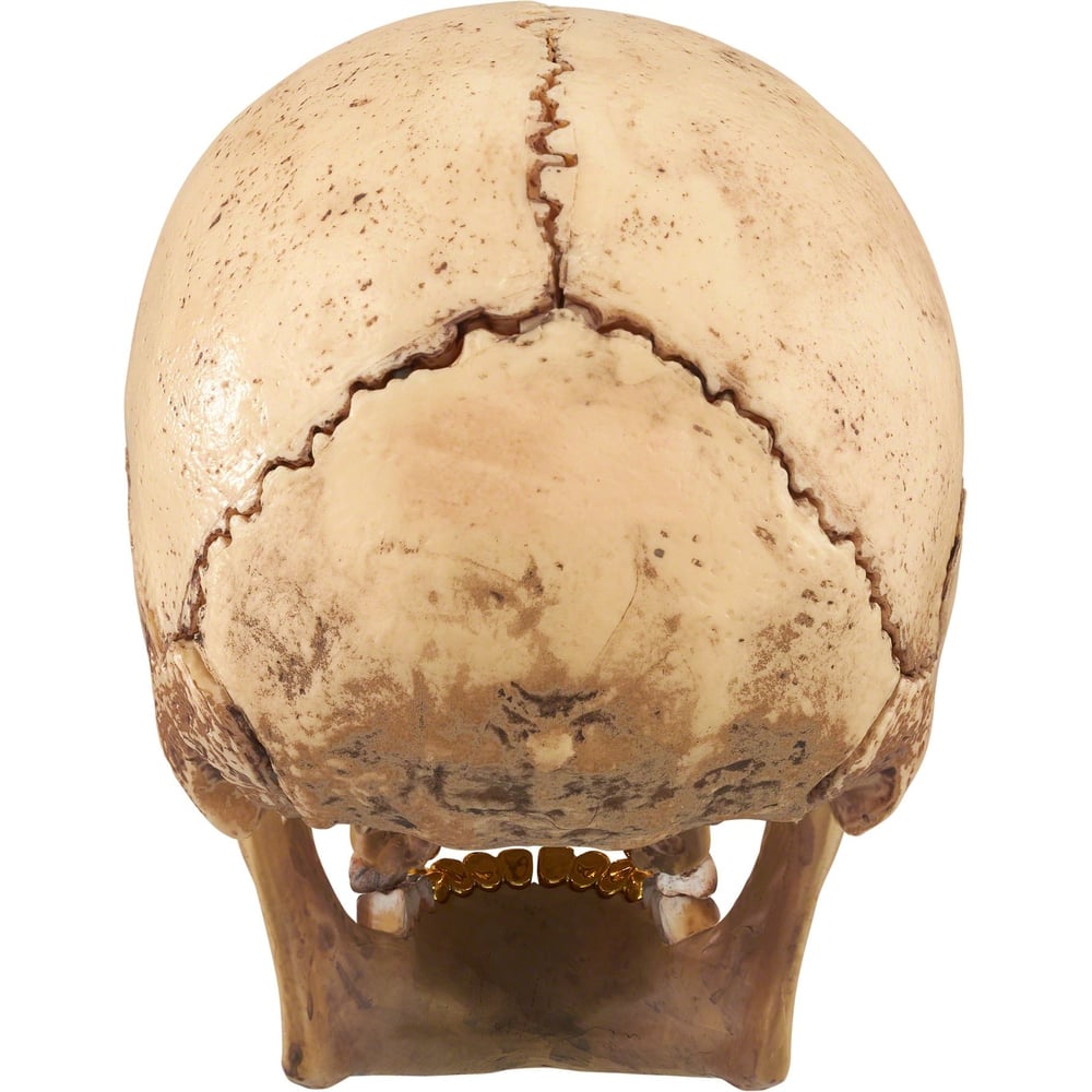 Details on 4D Model Human Skull  from fall winter
                                                    2023 (Price is $48)