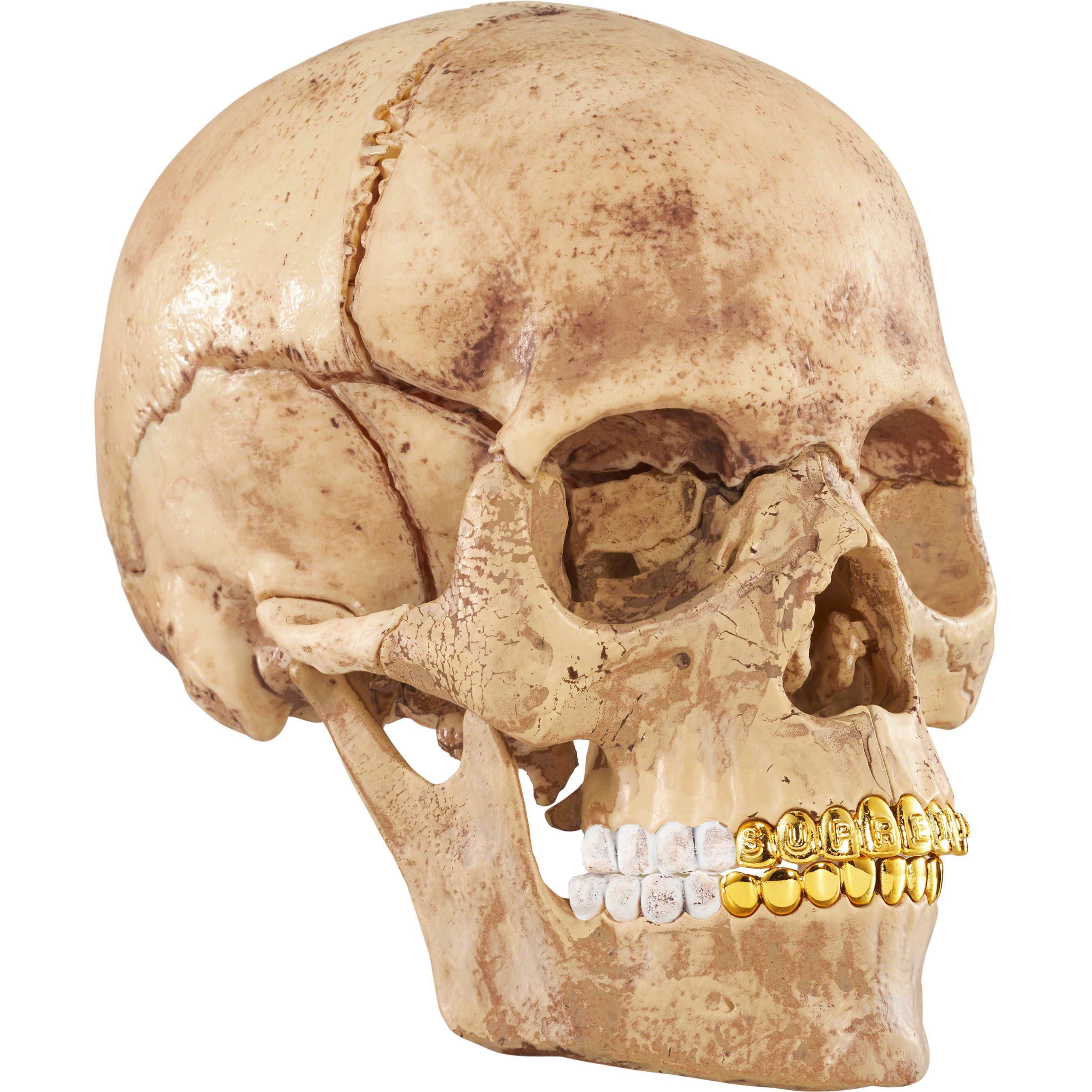 直販卸売り Supreme 4D Model Human Skull Natural - インテリア小物
